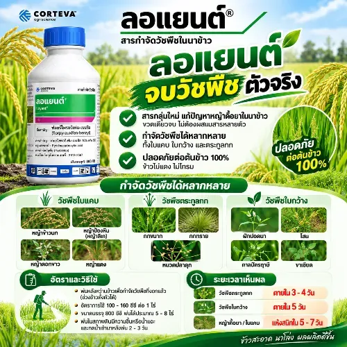 ลอแยนต์ 800cc