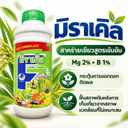 มิราเคิล