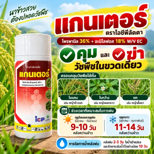 แกนเตอร์