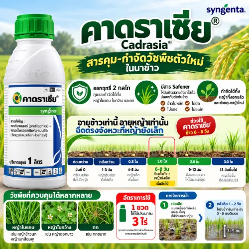 คาดราเซีย