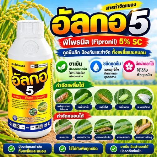 อัลกอ