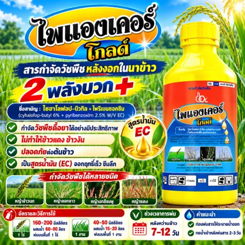 ไพแองเคอร์-โกลด์ 1L.