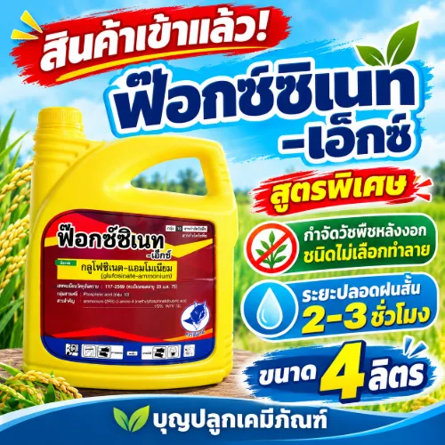 กลูโฟ-ฟ๊อกซ์ กล.เหลือง